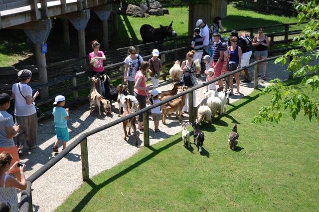 min 2013 07 06 beauval 257